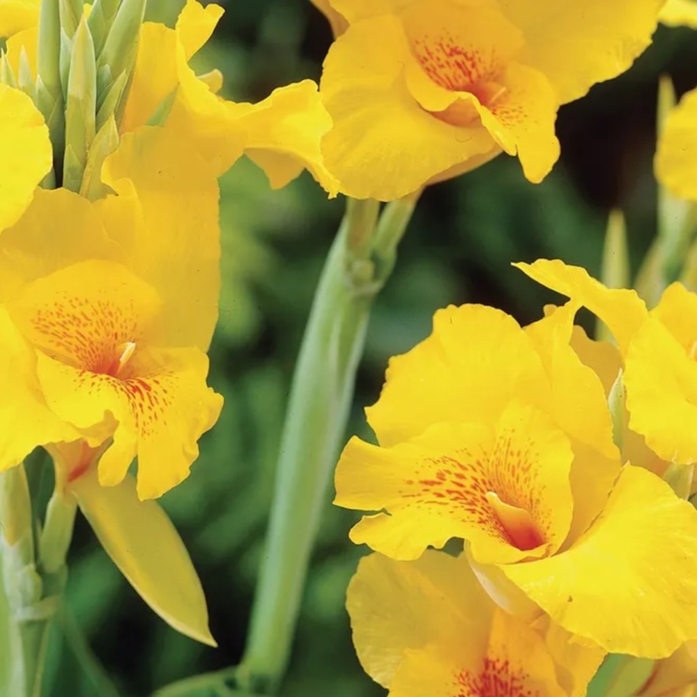 Canna flower bulbs